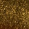 bronz